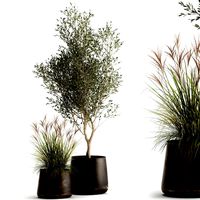 houseplants in a rusty flowerpot for the interior 974