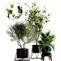 houseplants in a rust flowerpot for the interior 975