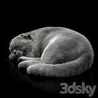 cat 6