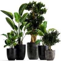 houseplants in a flowerpot for the interior 965