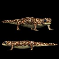 gecko lizard