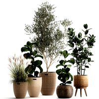 plants in decorative rattan baskets 972