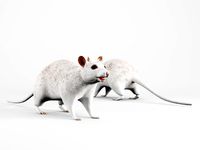 rat lowpoly