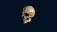 skull