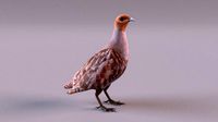 grey partridge