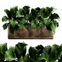 alocasia in a pot for the interior 950