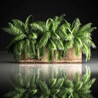 palm bushes in a pot for the interior 952