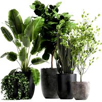 houseplants in a flowerpot for the interior 961