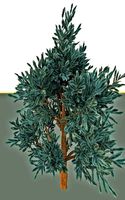 blue spruce