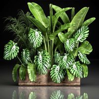 houseplants in a flowerpot for the interior 937