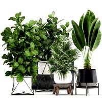 houseplants in a flowerpot for the interior 935