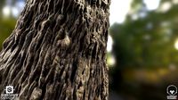 Tree Bark - Substance Designe