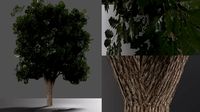 realistic oak medium size