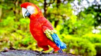 parrot