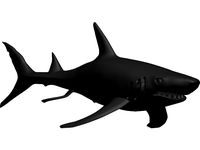 White shark