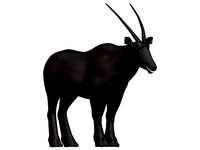 Gemsbok