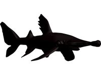 Hammerhead shark