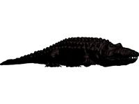 Alligator