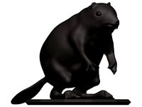 Beaver