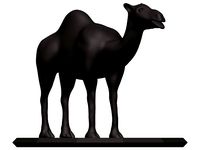Camel
