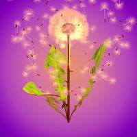 dandelion