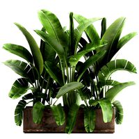 banana palm in a flowerpot for the interior 922