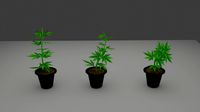 weed sprout cannabis