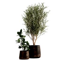 houseplants in a flowerpot for the interior 917