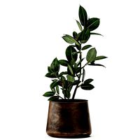 ficus in a flowerpot for the interior 918