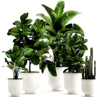 houseplants in a white pot for the interior 906
