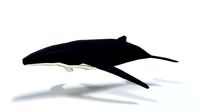 low poly cartoon humpback whale