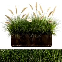 reeds in a flowerpot for the interior 905