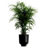 decorative palm in a flowerpot for the interior 900