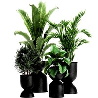 houseplants in a pot for the interior 897