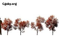 Acer palmatum sango kaku - coral bark maple  01