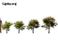 Acer palmatum butterfly - Japanese maple 01