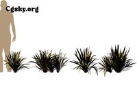 Phormium Sundowner - Flax lily