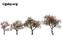 Erythrina variegata - Variegated Coral Tree