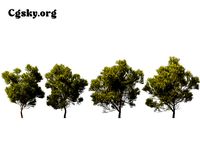 Melaleuca bracteata - lack tea-tree 02