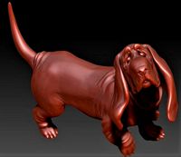 Basset-hound | 3D