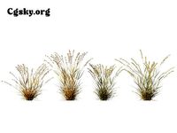 Bouteloua curtipendula - sideoats grama 02