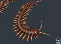 Pbr Centipede
