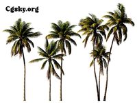 Cocos nucifera - Coconut palm