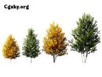 Betula papyrifera - paper birch 01