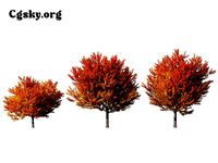 Acer saccharinum - Silver maple 01