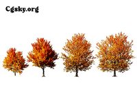 Acer negundo - box elder 02