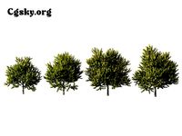 Acer negundo - box elder 01