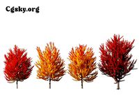 Acer freemanii - Freeman maple 02