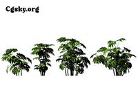 Tetrapanax papyriferus - ricepaper plant rice-paper plant 02