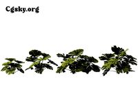 Licuala ramsayi - Australian fan palm